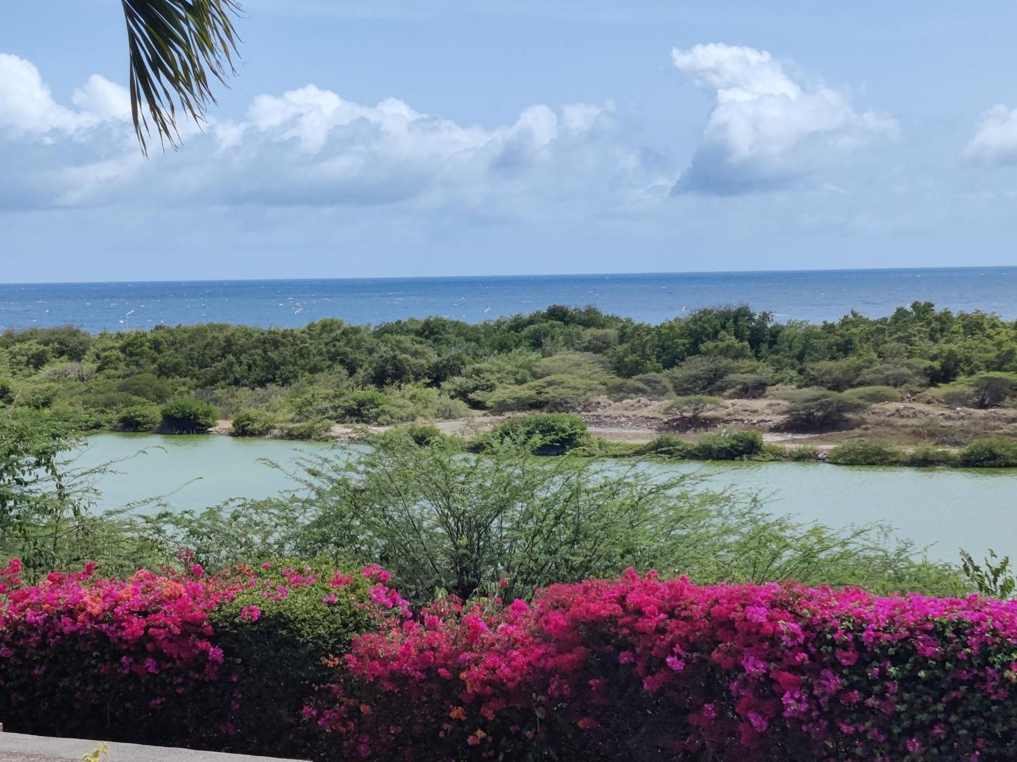 Royal Palm Resort Curacao Geweldig Zeezicht ウィレムスタッド エクステリア 写真